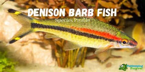torpedo looking fish|Denison Barb Fish Profile .